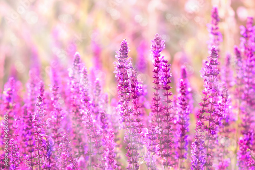 Purple meadow flowers illuminated with morning sun rays