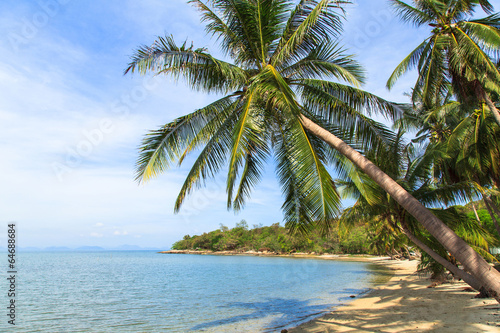 Coconut palm and Tropical beach © Naypong Studio