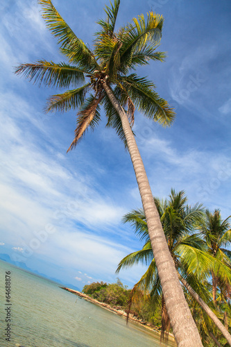Fototapeta Naklejka Na Ścianę i Meble -  Coconut palm