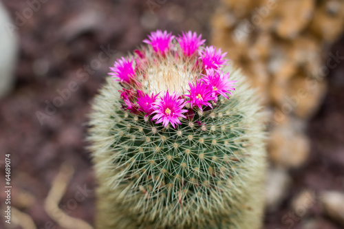 flower cactus
