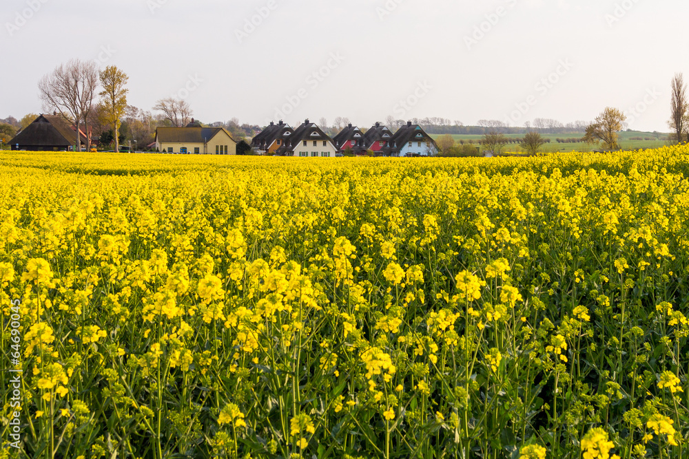 Obraz premium Rapsfeld