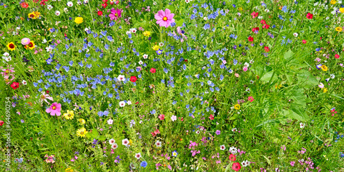 Fototapeta Naklejka Na Ścianę i Meble -  wild flowers on green meadow