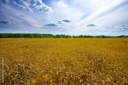 Oat field with blue sky with clouds