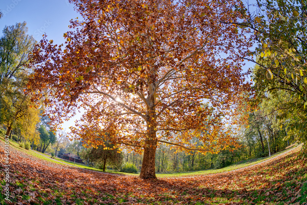 Fototapeta premium Tree in the park with fallen leaves at autumn