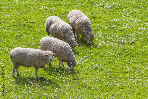 Sheeps grazing while one looks 2