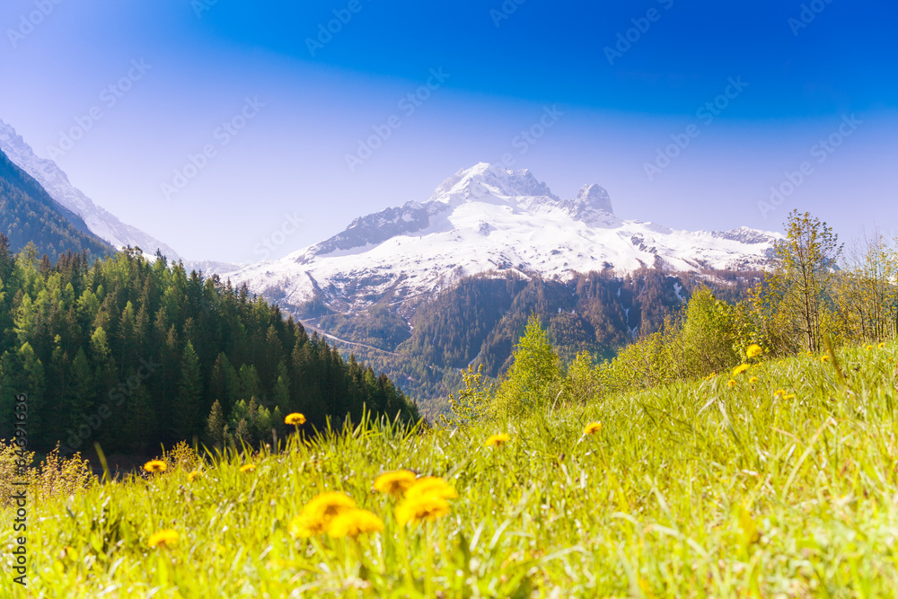 Fototapeta premium Valley with yellow dandelions near Mont Blanc