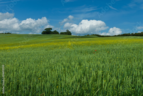 Gentle rolling hills of wheat . Danish flag on the horizon. 