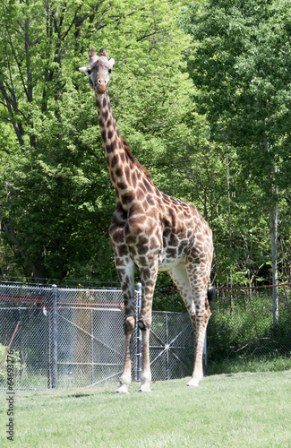 Giraffe  Giraffa camelopardalis  in a forest