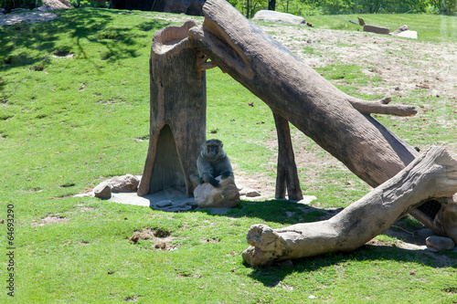 Monkey in a forest photo