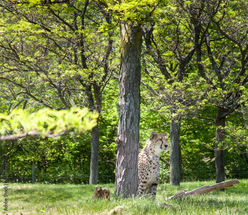 Cheetah (Acinonyx jubatus) in a forest photo