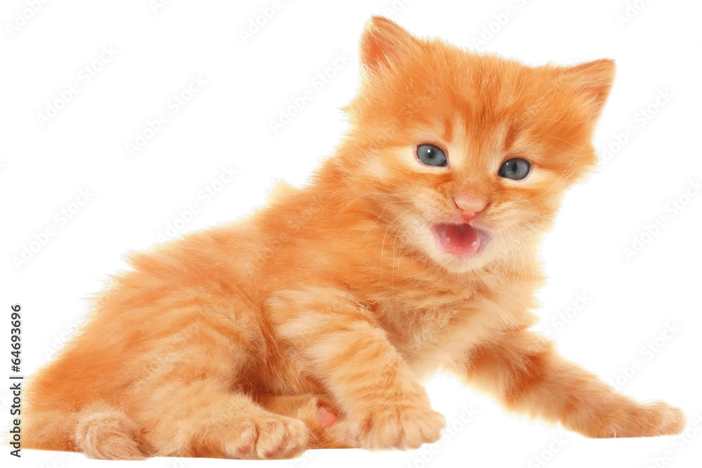 Obraz premium Orange kitten lay on a side view