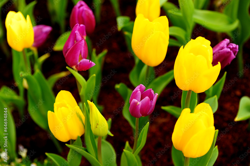 Obraz premium Colorful Tulips in Garden