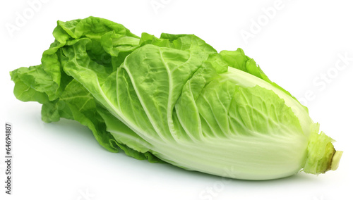 Fresh Chinese Cabbage