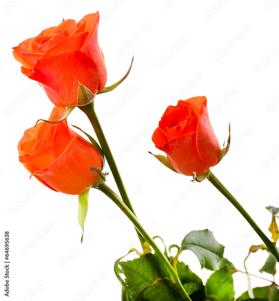 Beautiful roses isolated on white Beautiful roses isolated on white