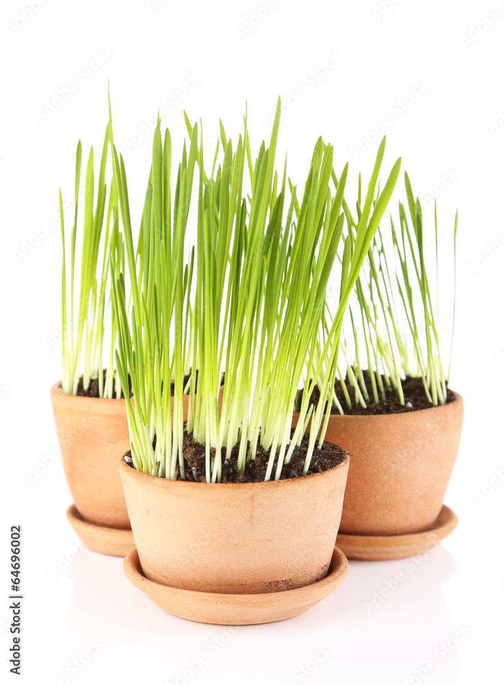 Fototapeta premium Green grass in flowerpots, isolated on white