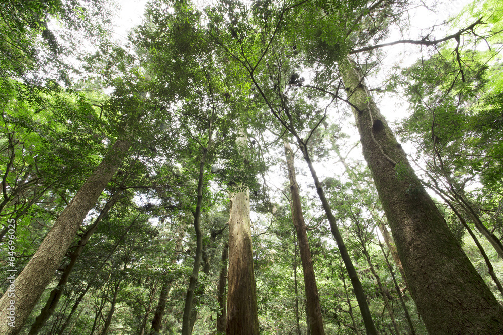Fototapeta premium 世界遺産の春日山原始林
