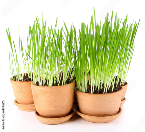 Green grass in flowerpots, isolated on white