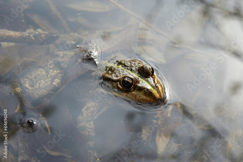 Big frog in the water