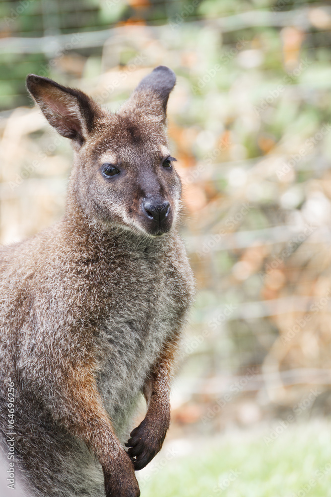 Kangaroo Kangaroo