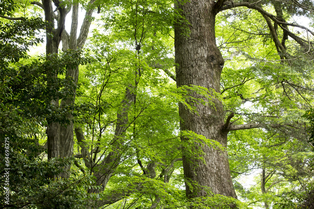 世界遺産の春日山原始林 世界遺産の春日山原始林