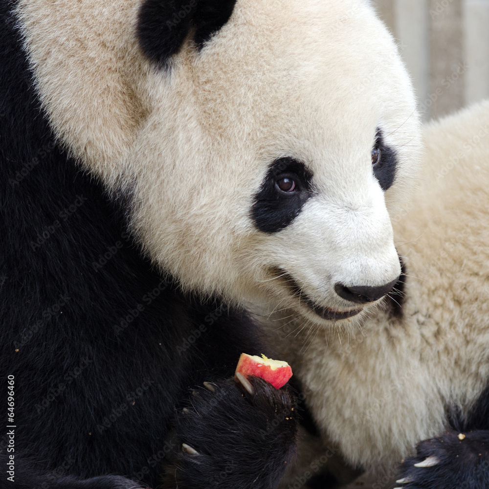 Obraz premium Sub adult Giant Panda eating an apple. Chengdu, China