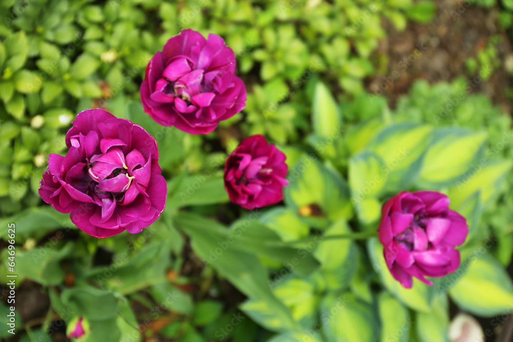 Fototapeta premium Beautiful tulips, outdoors