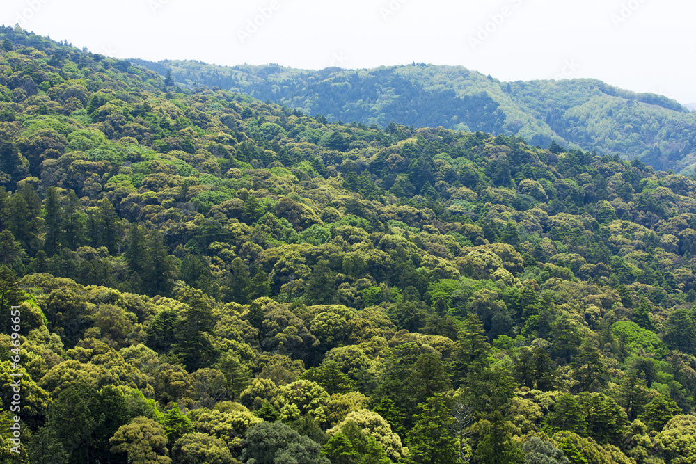 Fototapeta premium 世界遺産の春日山原始林