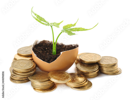 Coins and plant in eggshell isolated on white