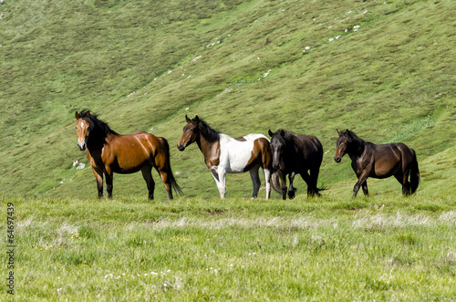 Wild horses