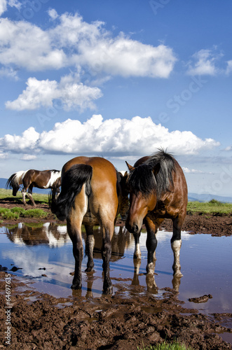 Wild horses