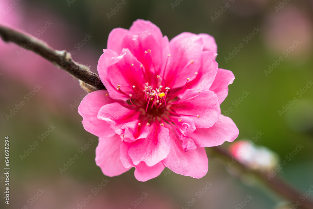 Fototapeta premium red Plum blossoms