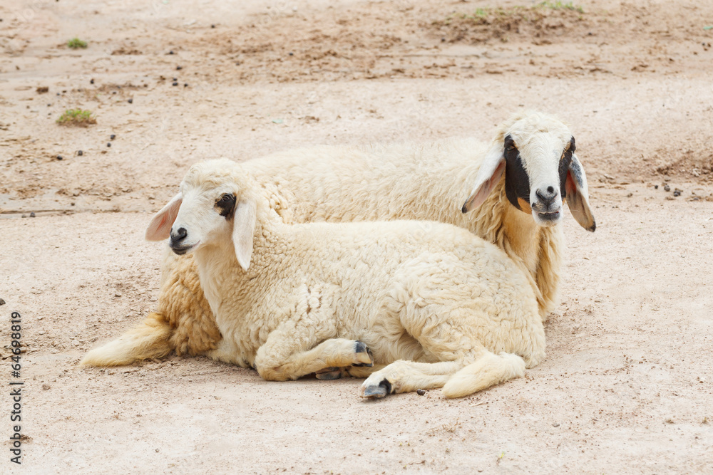 Sheep lay down,couple