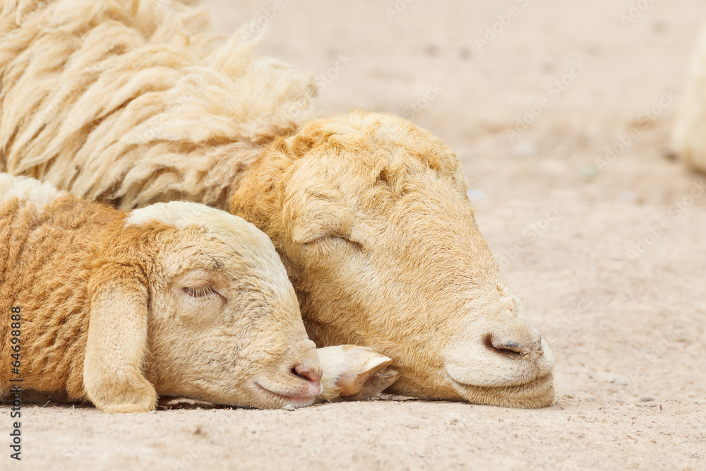 Fototapeta premium Sheep lay down,couple