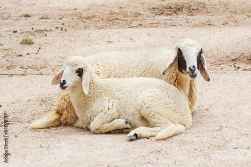 Sheep lay down couple