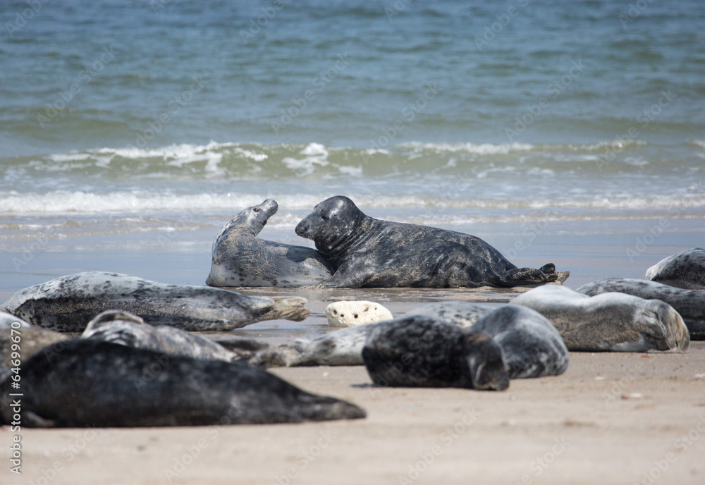 Fototapeta premium Robben am Strand