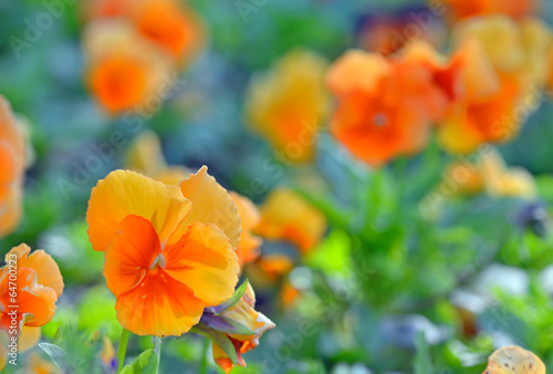 pansy flowers