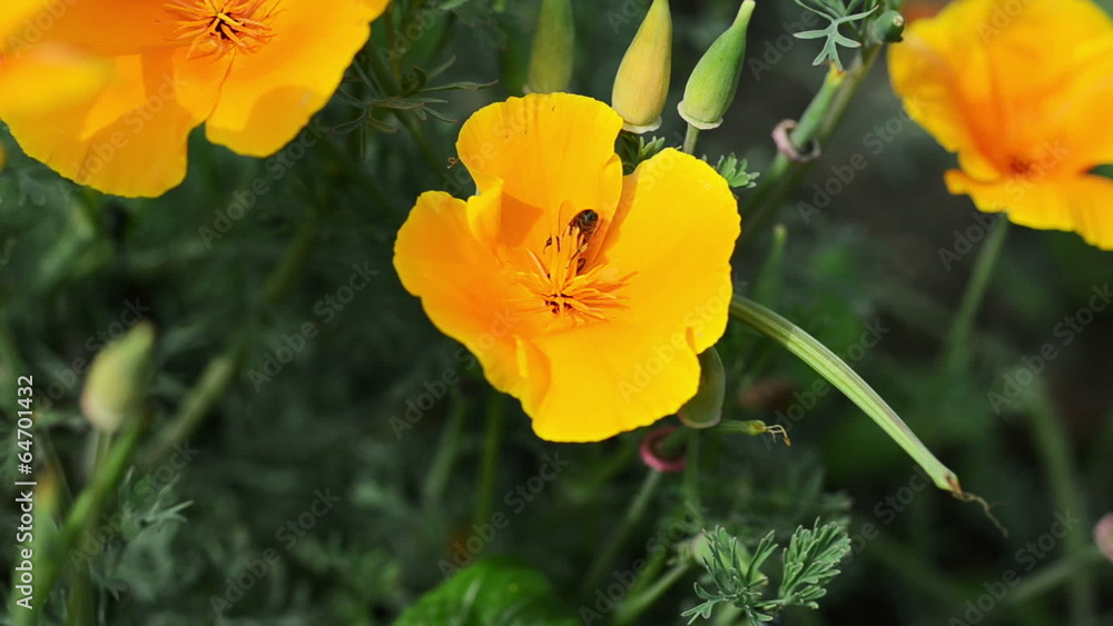 bee bee