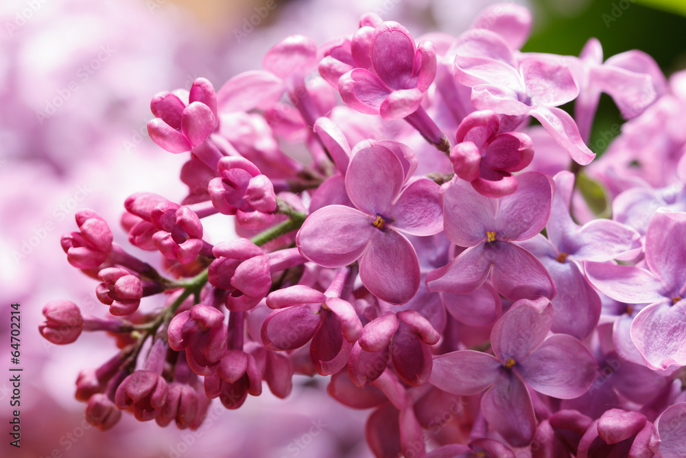 Sprig of flowering lilac pink flowers and buds close up Sprig of flowering lilac pink flowers and buds close up