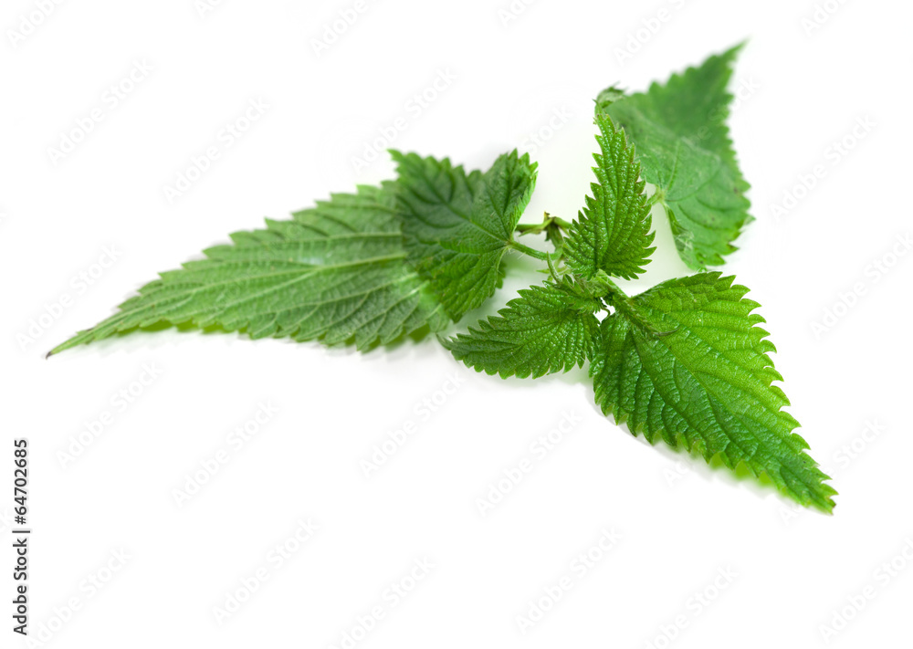 Medical herbs - leaf of nettle Medical herbs - leaf of nettle