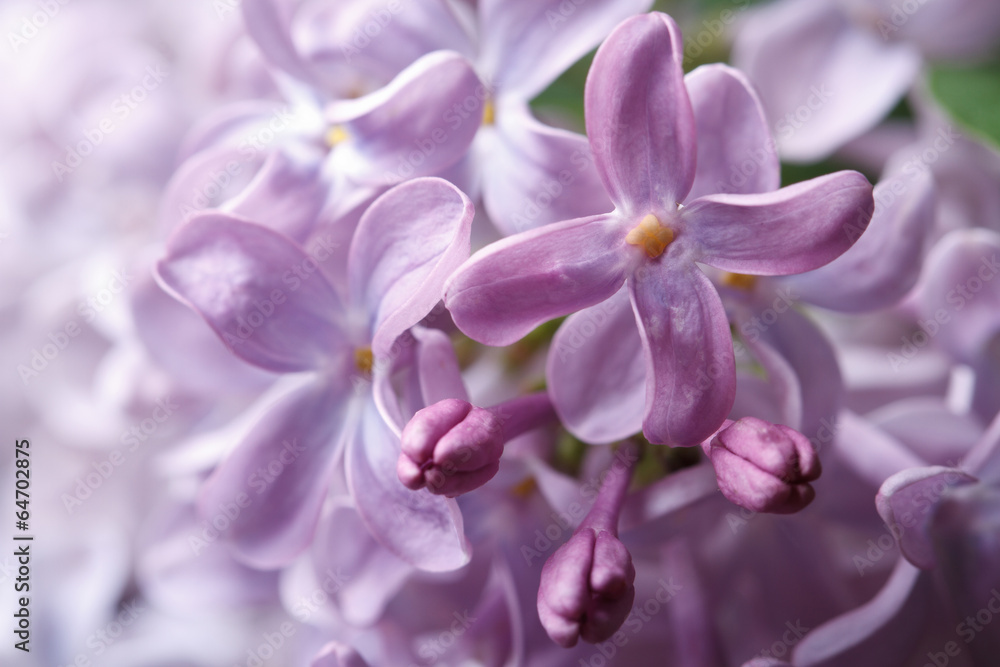 floral background of delicate pale mauve fragrant lilacs floral background of delicate pale mauve fragrant lilacs