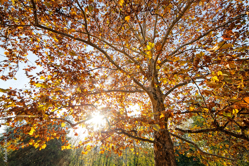 Tree in the park with fallen leaves at autumn Tree in the park with fallen leaves at autumn