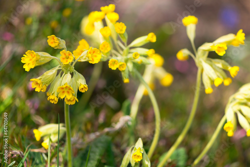 Cowslip flowers selective f...