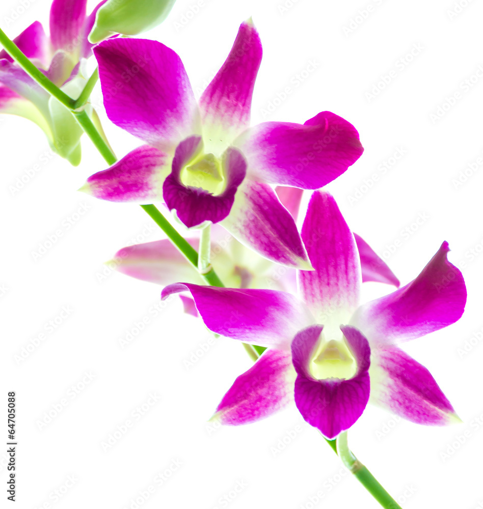 Orchind isolated white background Orchind isolated white background