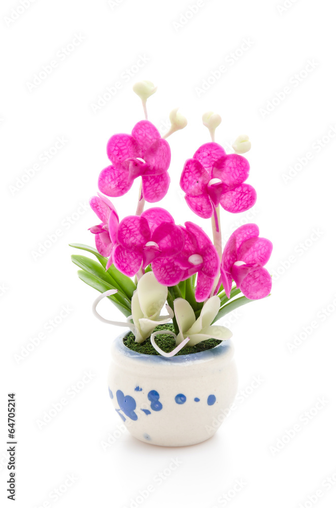 Orchid Orchid