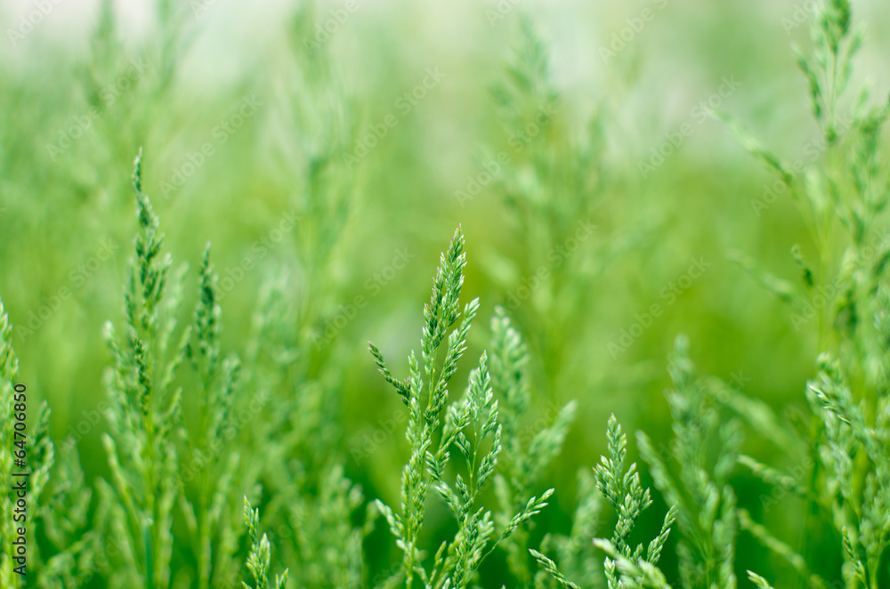 Green grass Green grass