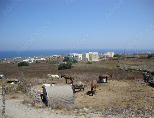Bilde på lerret donkeys graze in the village of Santorini