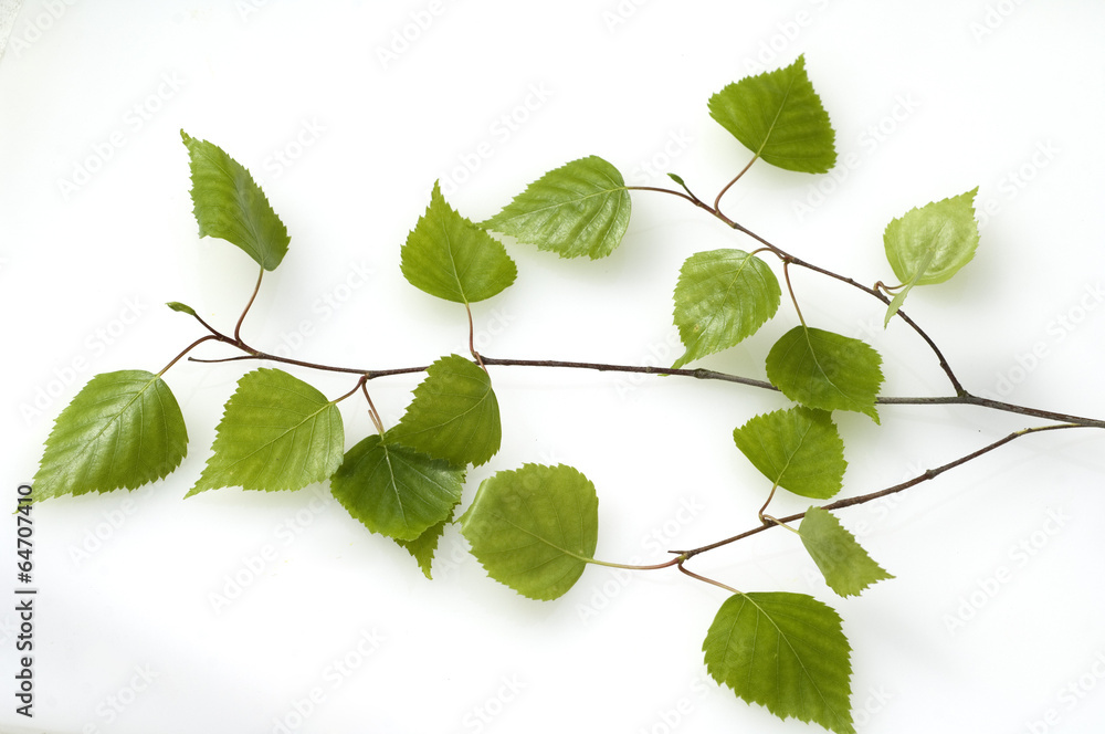 Naklejka premium Birkenblatt, Birkenblaetter