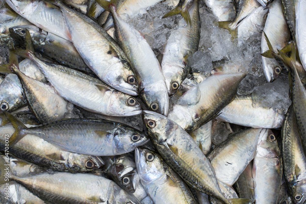 Mackerel Fish Mackerel Fish