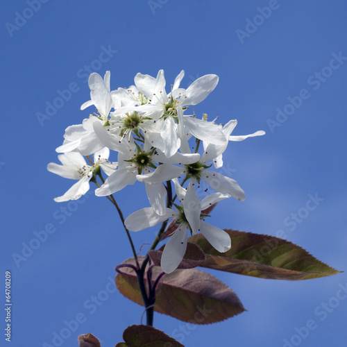 Felsenbirne, Amelanchier, denticulata, photo