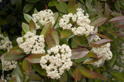 Glanzmispel; Photinia;